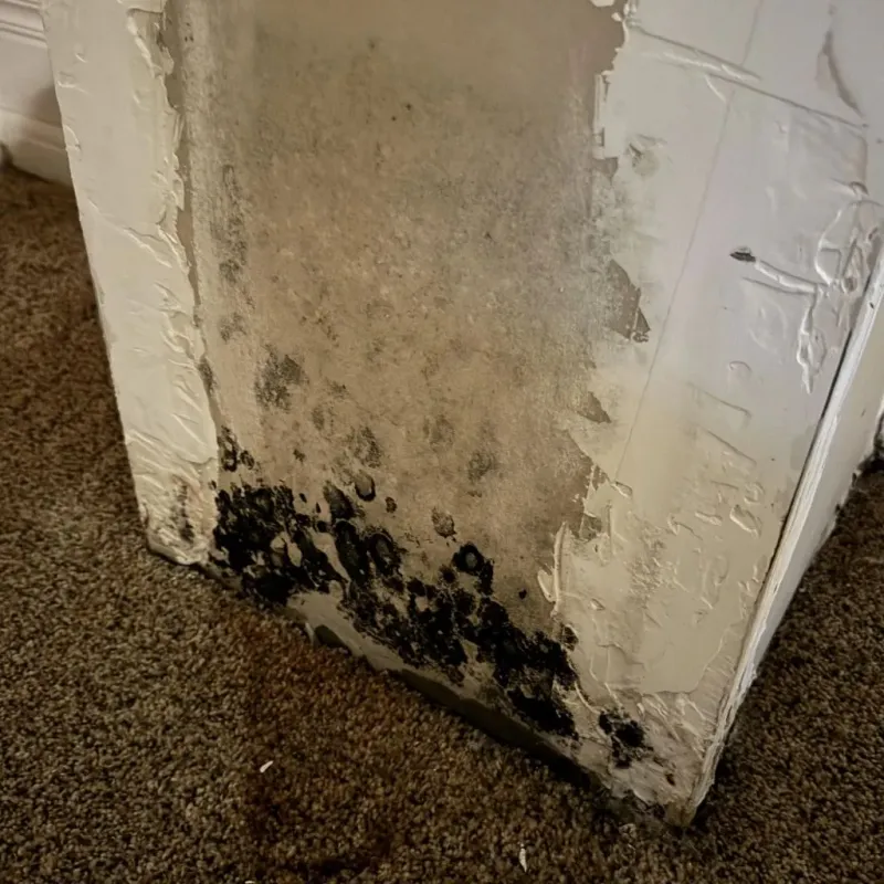 Professional Mold Removal in Bristow, OK
